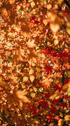 Sunlit Autumn Maple and Birch Foliage
