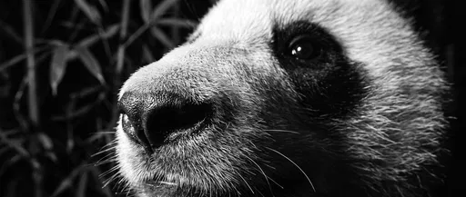 Monochrome Close-Up of Giant Panda Face