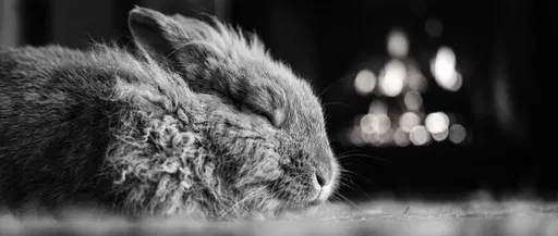 Monochrome Sleeping Lionhead Rabbit Close-Up