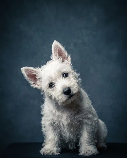 White Terrier Puppy Studio Portrait