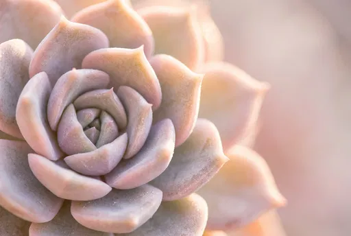 Pastel Blush Echeveria Succulent Macro