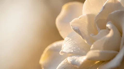 Golden Backlit White Gardenia Macro