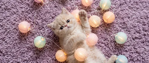 Cream Kitten With Pastel Lantern String Lights