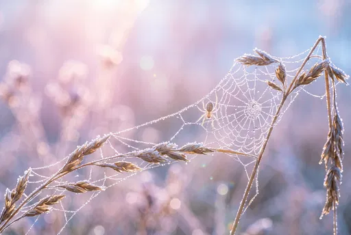Spider on Frosted Web in Morning Light