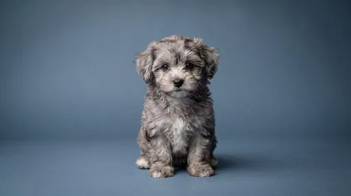 Gray Maltipoo Puppy on Blue Backdrop