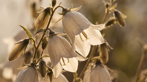 Backlit Cream Bellflower Blossoms at Golden Hour