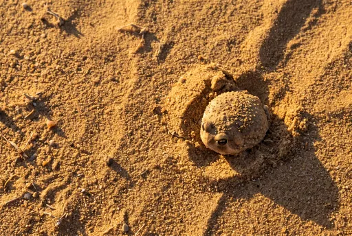 Desert Rain Frog in Golden Sand