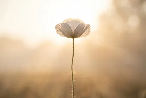 Backlit White Poppy in Morning Light