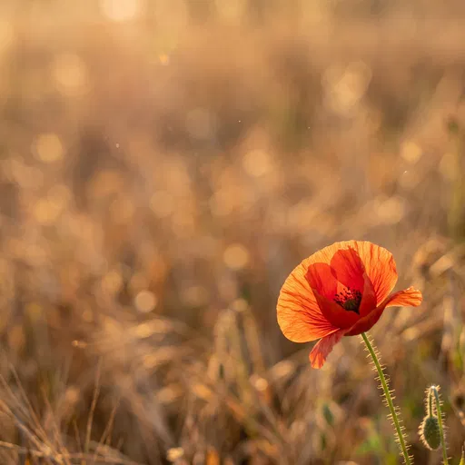 Red Poppy in Golden Sunlight