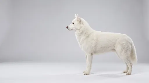 White Siberian Husky Profile in Studio