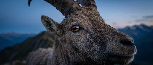 Close-Up of Wild Ibex at Twilight