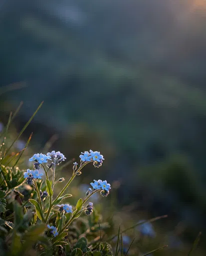 Backlit Blue Myosotis Flowers on Shaded Hillside