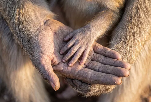 Baby Macaque Hand in Mother Palm