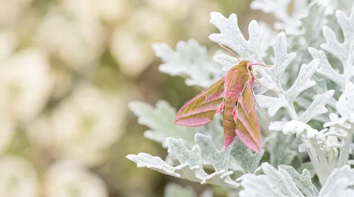 Elephant Hawk-Moth on Dusty Miller