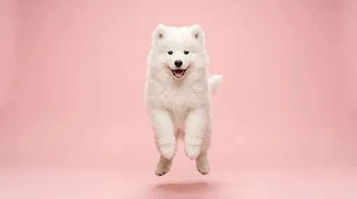 White Samoyed Puppy Jumping on Pink