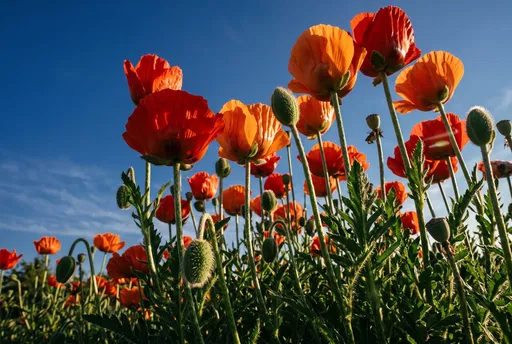 Low Angle Red and Orange Poppies