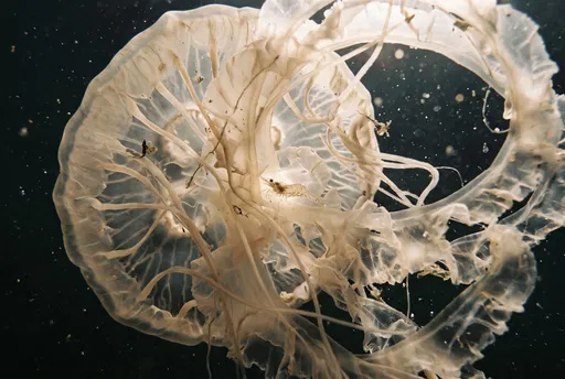 Translucent Jellyfish and Shrimp in Dark Water