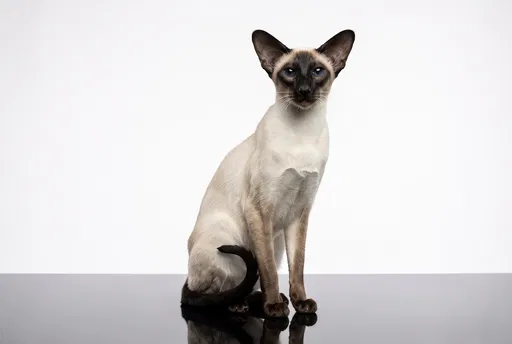 Siamese Cat Studio Portrait on Black Surface