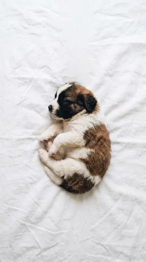 Sleeping Saint Bernard Puppy on White Linen