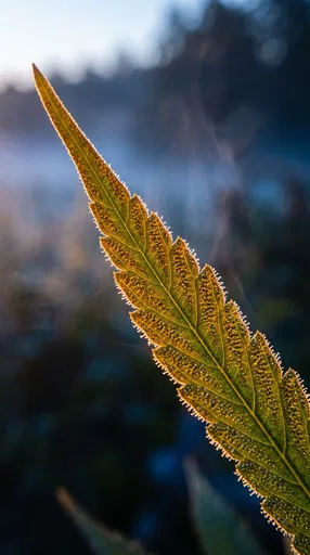 Macro Cannabis Leaf Tip in Sunlight