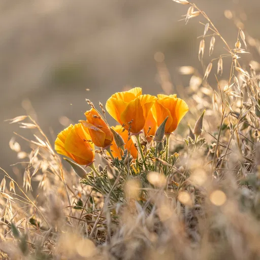 Golden California Poppies in Warm Sunlight