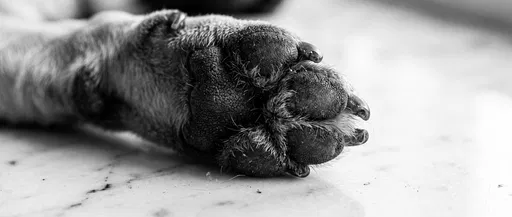 Monochrome Macro Close-up of Dog Paw