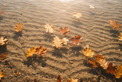 Golden Autumn Leaves on Shallow Water