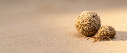 Antlion Larva Beside Sand Cocoon Macro