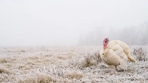 White Turkey in Frosted Foggy Pasture