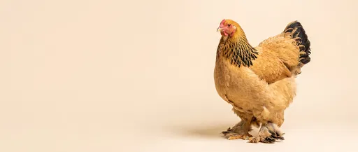 Buff Brahma Hen Studio Portrait