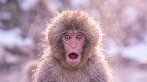 Surprised Baby Snow Monkey Portrait