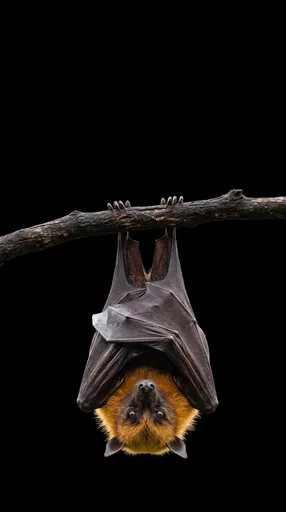 Golden-Crowned Flying Fox Hanging on Black