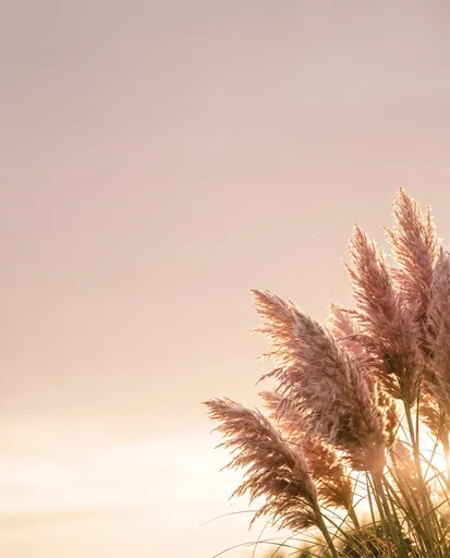 Backlit Pink Pampas Grass at Sunset