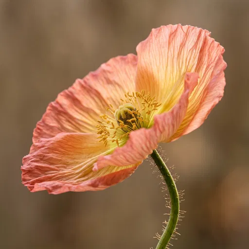 Coral and Yellow Iceland Poppy