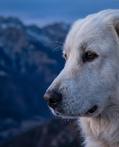 White Maremma Sheepdog Portrait at Twilight