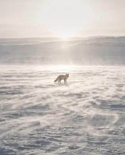 Arctic Fox in Blowing Snow Landscape