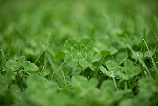 Centered Four-Leaf Clover in Green Grass