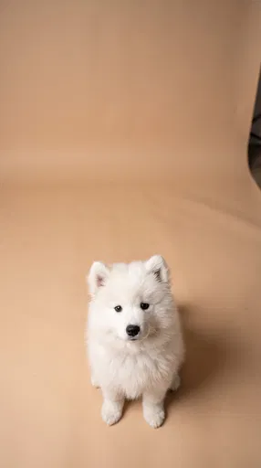 Fluffy White Samoyed Puppy on Beige Backdrop