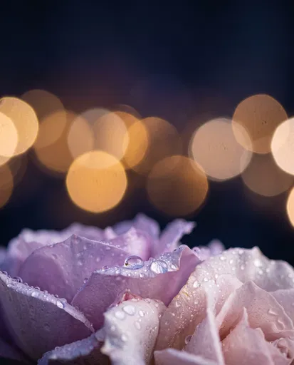 Dewdrops on Pastel Rose Petals with Bokeh
