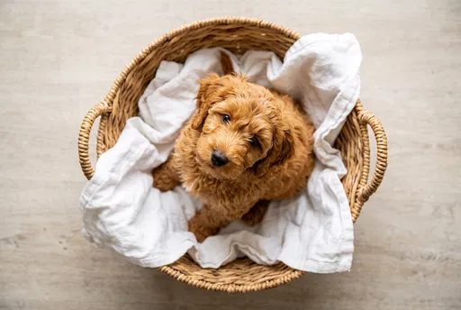 Golden Labradoodle Puppy in Wicker Basket