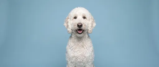 White Labradoodle Dog on Blue Background