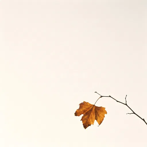 Single Autumn Sycamore Leaf on Twig
