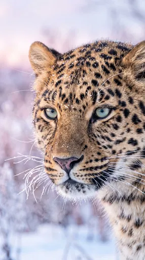 Close-Up Portrait of Frosty Amur Leopard