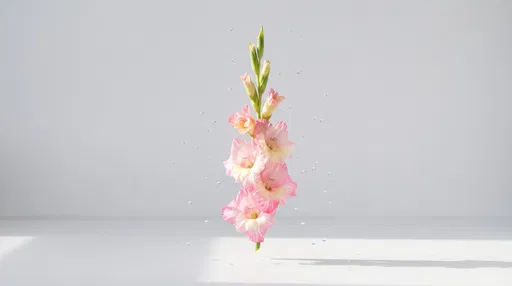 Floating Pink Gladiolus Flower with Water Droplets