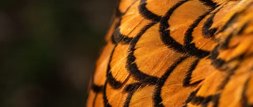 Macro Golden Laced Wyandotte Hen Feathers
