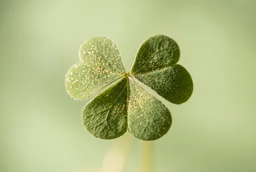 Macro Shamrock Leaf With Gold Shimmer