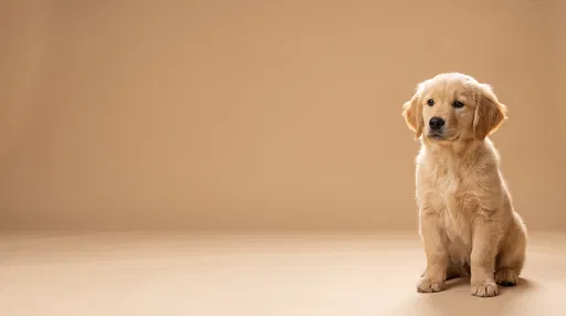 Golden Retriever Puppy on Beige Background