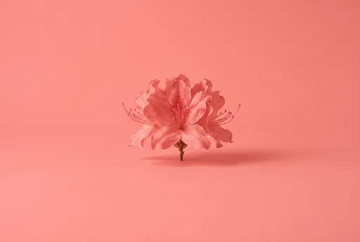 Coral Pink Azalea on Matching Backdrop