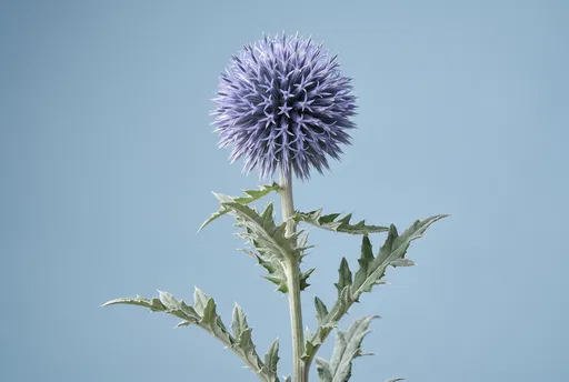 Blue Globe Thistle on Blue Background