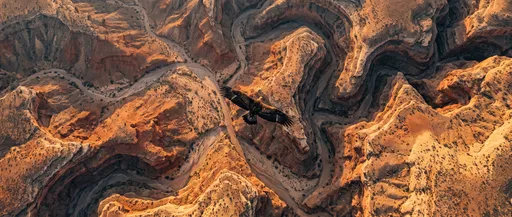 Golden Eagle Soaring Over Desert Canyons